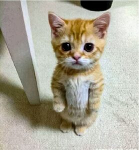 Begging Orange Kitten