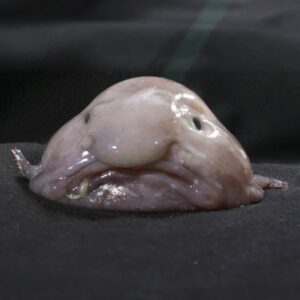 Blob