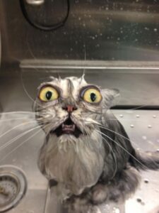 Cat Bath