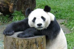 Chill Panda
