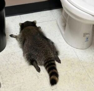 Flat Raccoon