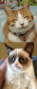 Grumpy Cat Vs Happy Cat