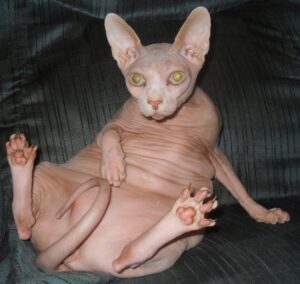 Hairless Cat Lounge