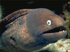 Lame Pun Eel