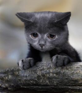 Sad Gray Kitten