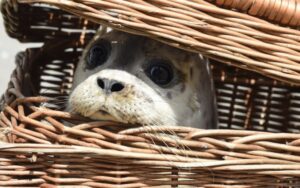Seal In Basket